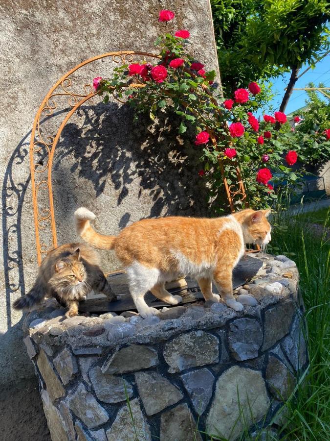 Gather Inn Guest House Shkodër エクステリア 写真