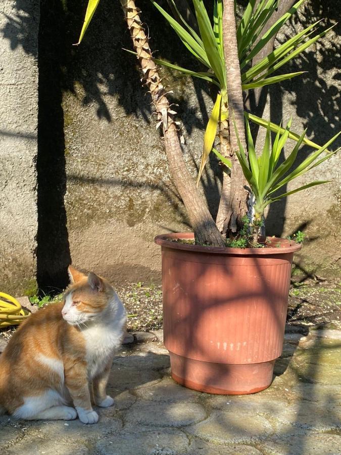 Gather Inn Guest House Shkodër エクステリア 写真