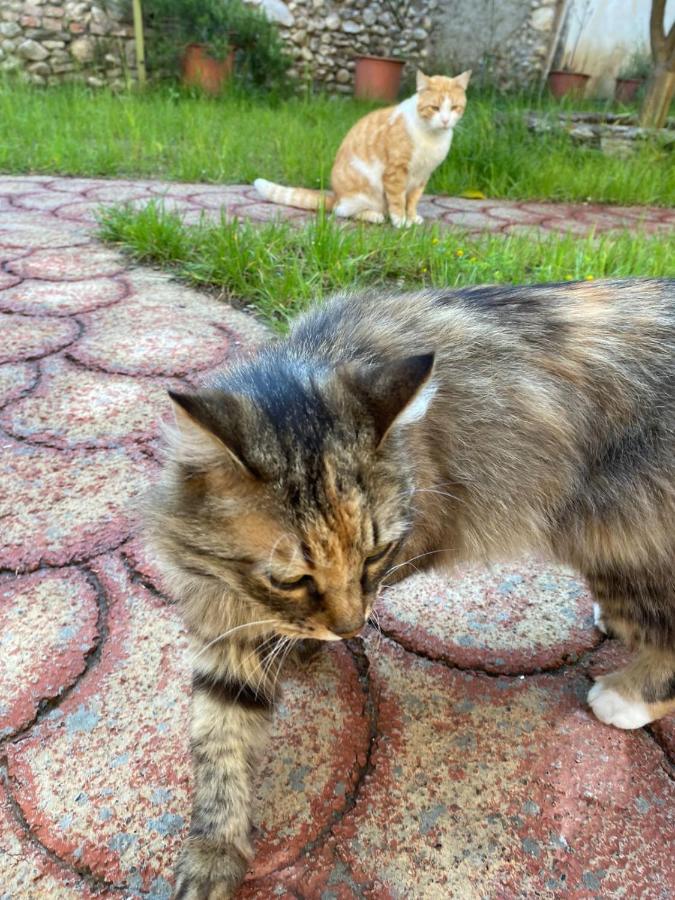 Gather Inn Guest House Shkodër エクステリア 写真